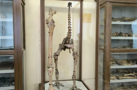 Teca in ferro e vetro