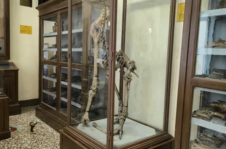 Teca in ferro e vetro